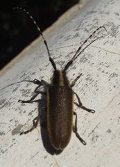 Agapanthia probsti