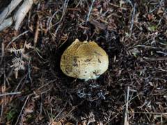 Scleroderma flavidum macrosporum