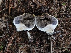 Scleroderma flavidum macrosporum