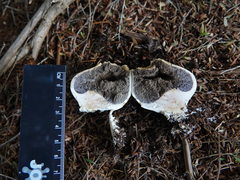 Scleroderma flavidum macrosporum