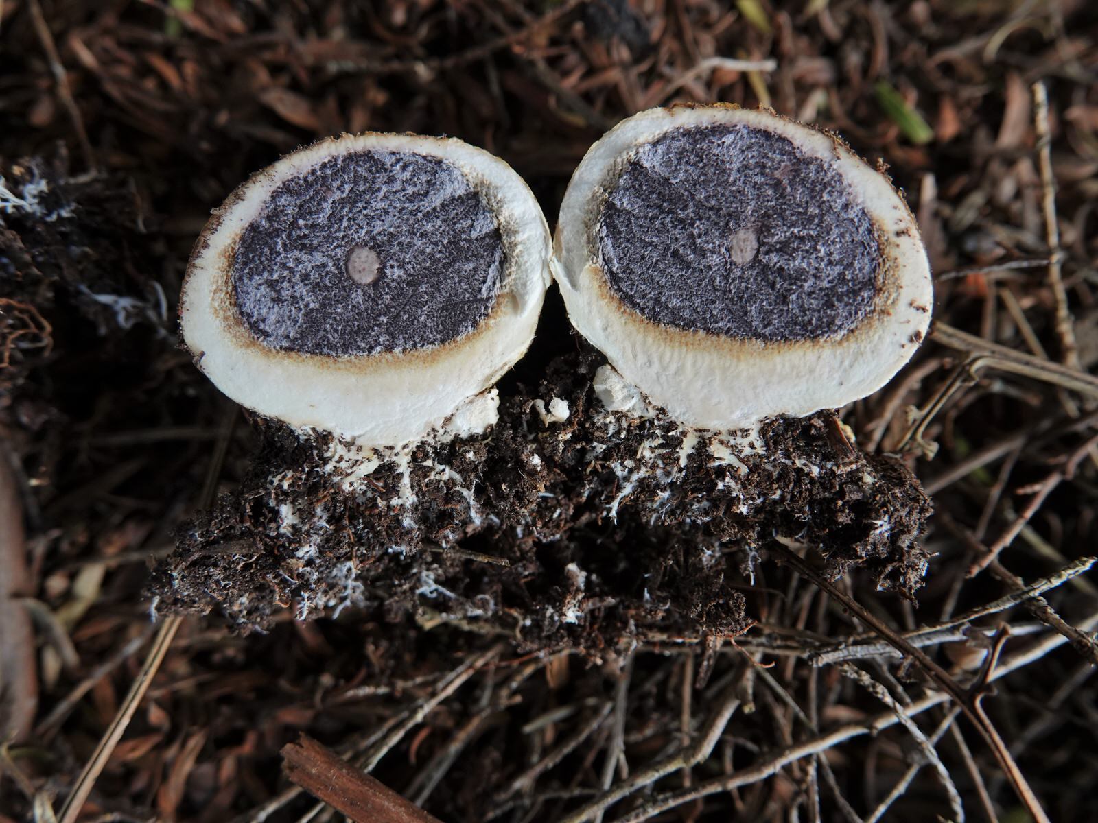 Scleroderma flavidum macrosporum