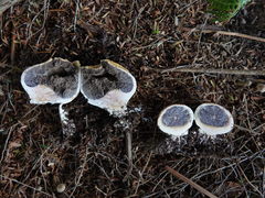 Scleroderma flavidum macrosporum