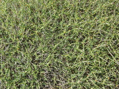 Euphorbia spinosa