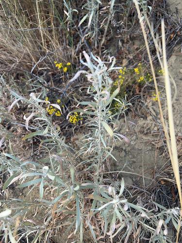 iNaturalist observation 2024-09-11
