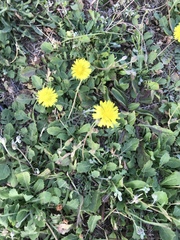 Crepis bursifolia