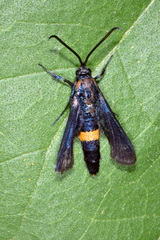 Synanthedon exitiosa