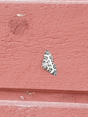 Rheumaptera hastata