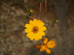 Zinnia juniperifolia