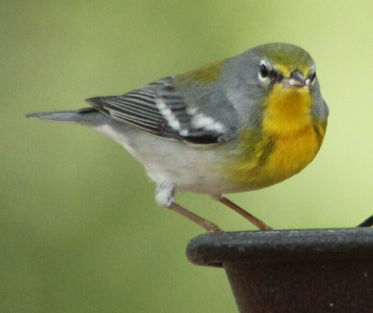Northern Parula × Pine Warbler