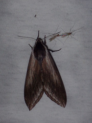 Sphinx perelegans