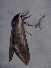Sphinx perelegans