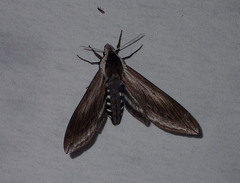 Sphinx perelegans