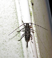 Graphisurus fasciatus