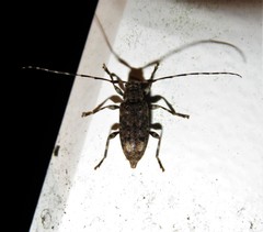 Graphisurus fasciatus