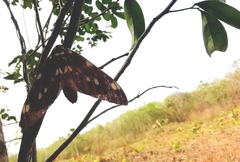 Citheronia albescens