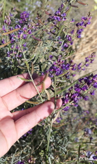 Astragalus bernardinus