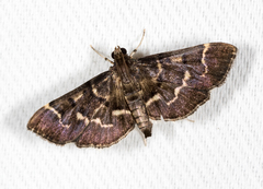 Pilocrocis
