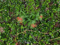 Castilleja hispida