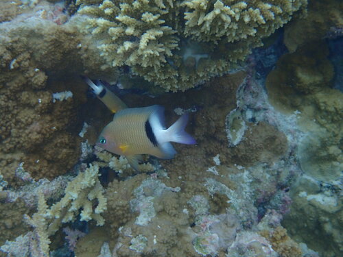 Plectroglyphidodon observed 2024-09-01
