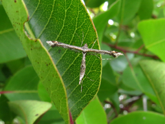 Amblyptilia pica