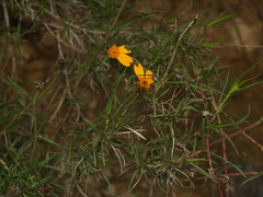 Zinnia juniperifolia