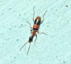 Ophionea indica
