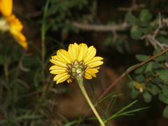 Zinnia juniperifolia