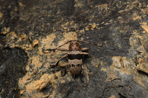 Agelasta balteata