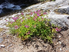 Penstemon serrulatus