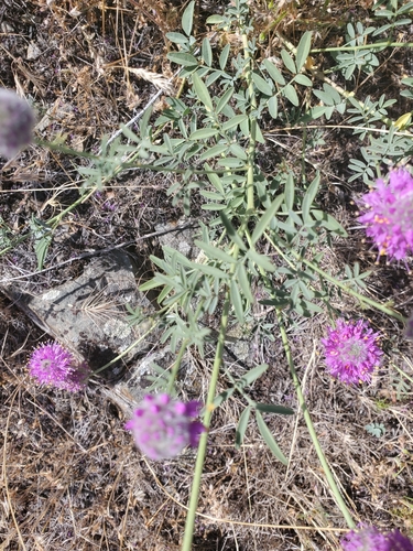 Image of Dalea ornata by no rights reserved