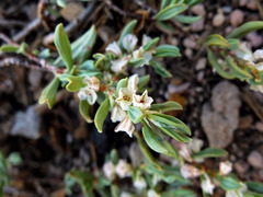 Polygonum shastense