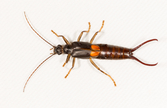 Spongiphora croceipennis