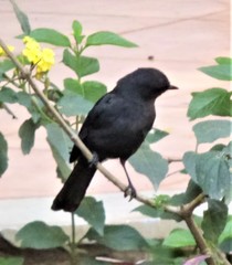 Melaenornis edolioides