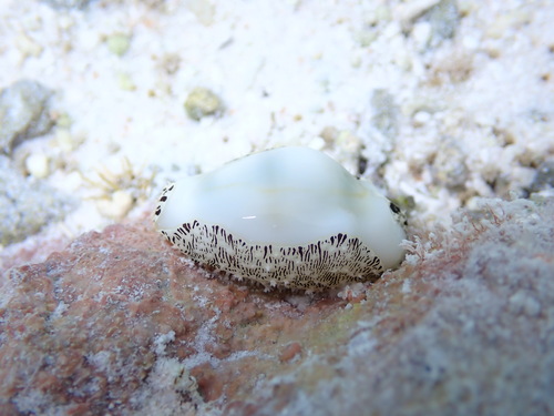 Monetaria moneta observed 2024-09-01