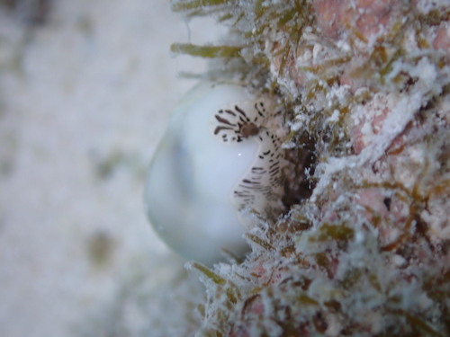 Monetaria moneta observed 2024-09-01