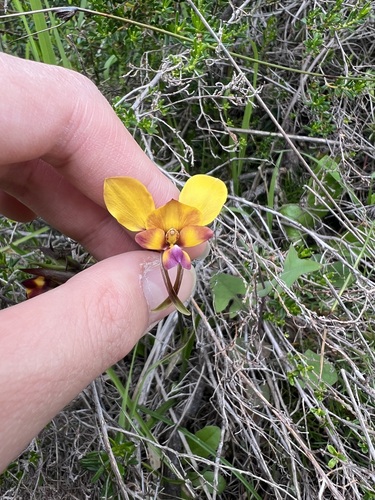 Image of Diuris magnifica by (c) Toby Jin, some rights reserved (CC BY)