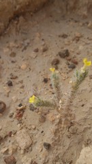 Arnebia hispidissima