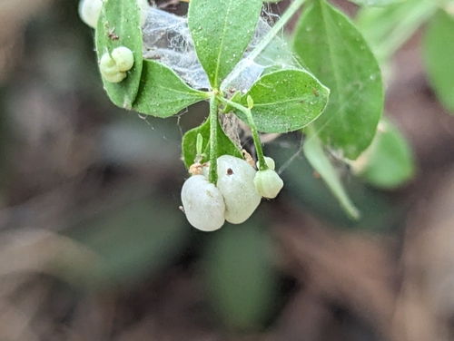 sequoia bedstraw (Galium sparsiflorum)