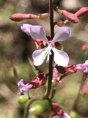 Clarkia heterandra