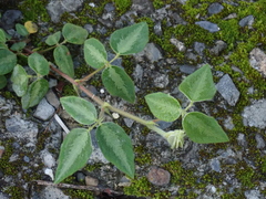 Desmodium intortum