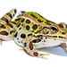 Northern Leopard Frog - Photo (c) Brian Gratwicke, some rights reserved (CC BY)