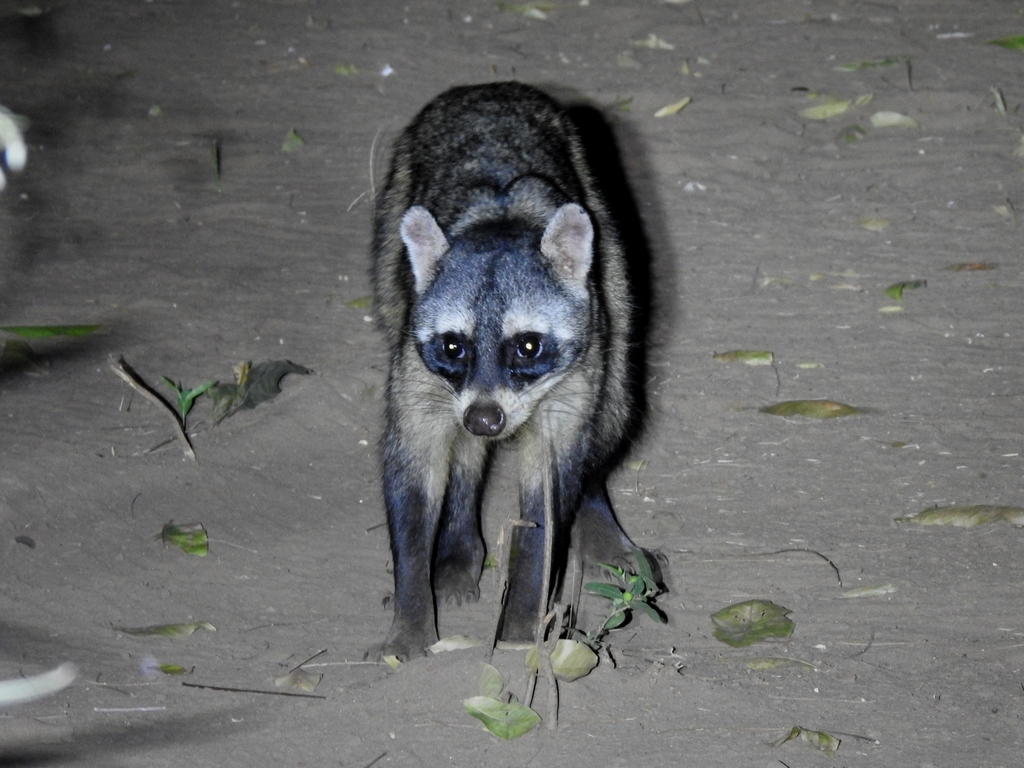 Crab-eating Raccoon