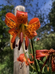Lilium pardalinum pitkinense