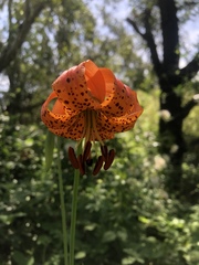 Lilium pardalinum pitkinense