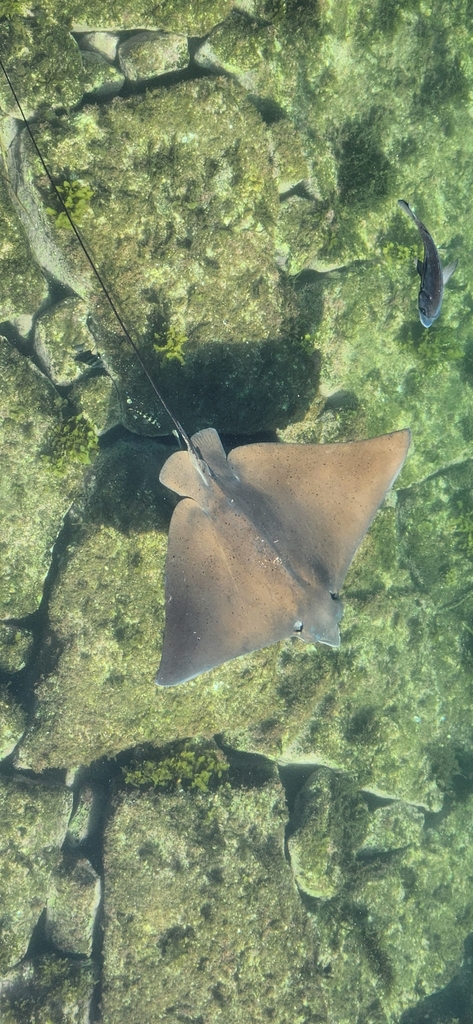 Naru Eagle Ray