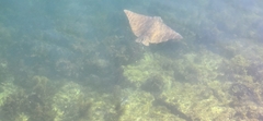 Naru Eagle Ray photo 2