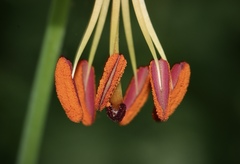 Lilium pardalinum pitkinense
