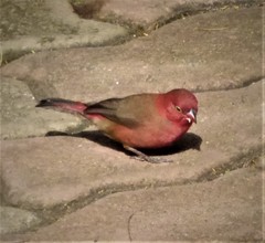 Lagonosticta senegala