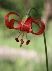 Lilium pardalinum pitkinense
