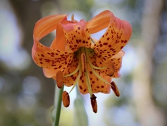 Lilium pardalinum pitkinense